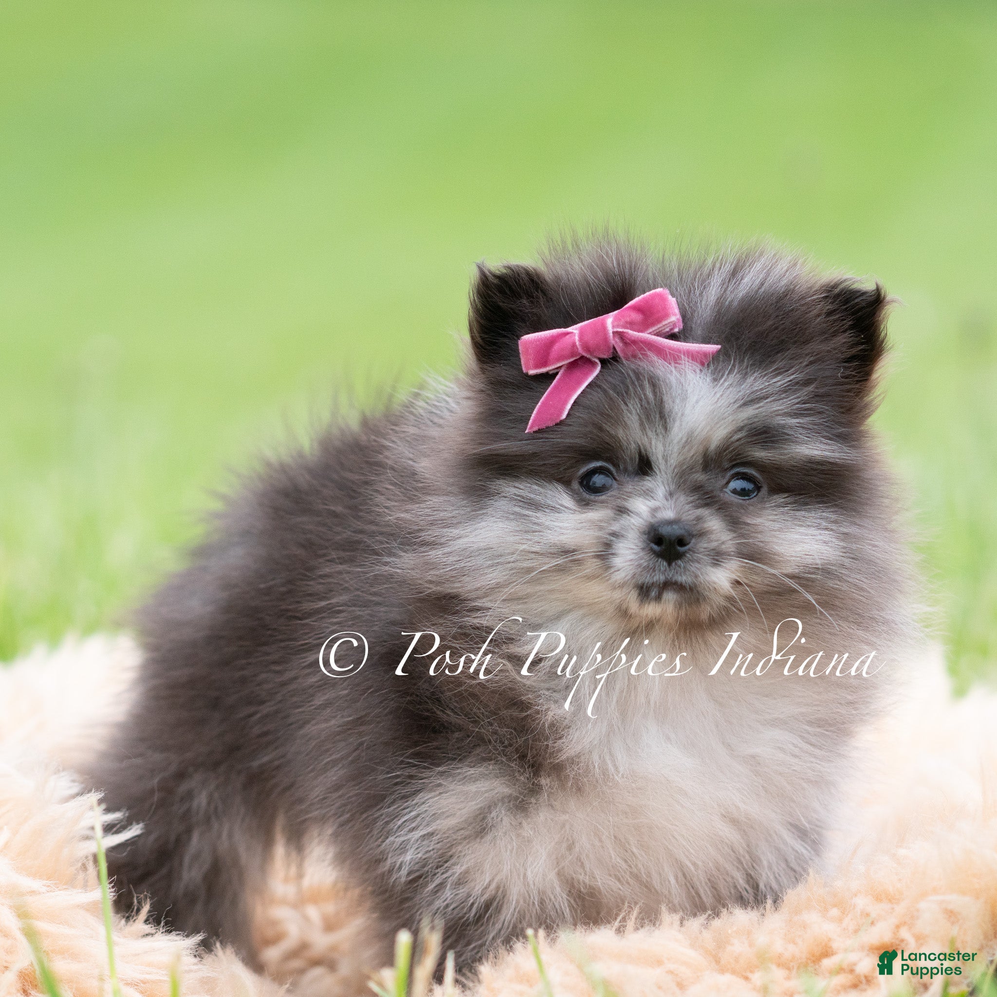 Pomeranian dogs for sale: Lucy AKC - Ad 3
