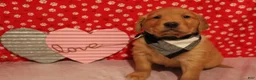 Golden Retriever dogs for sale: Finn - Ad 4