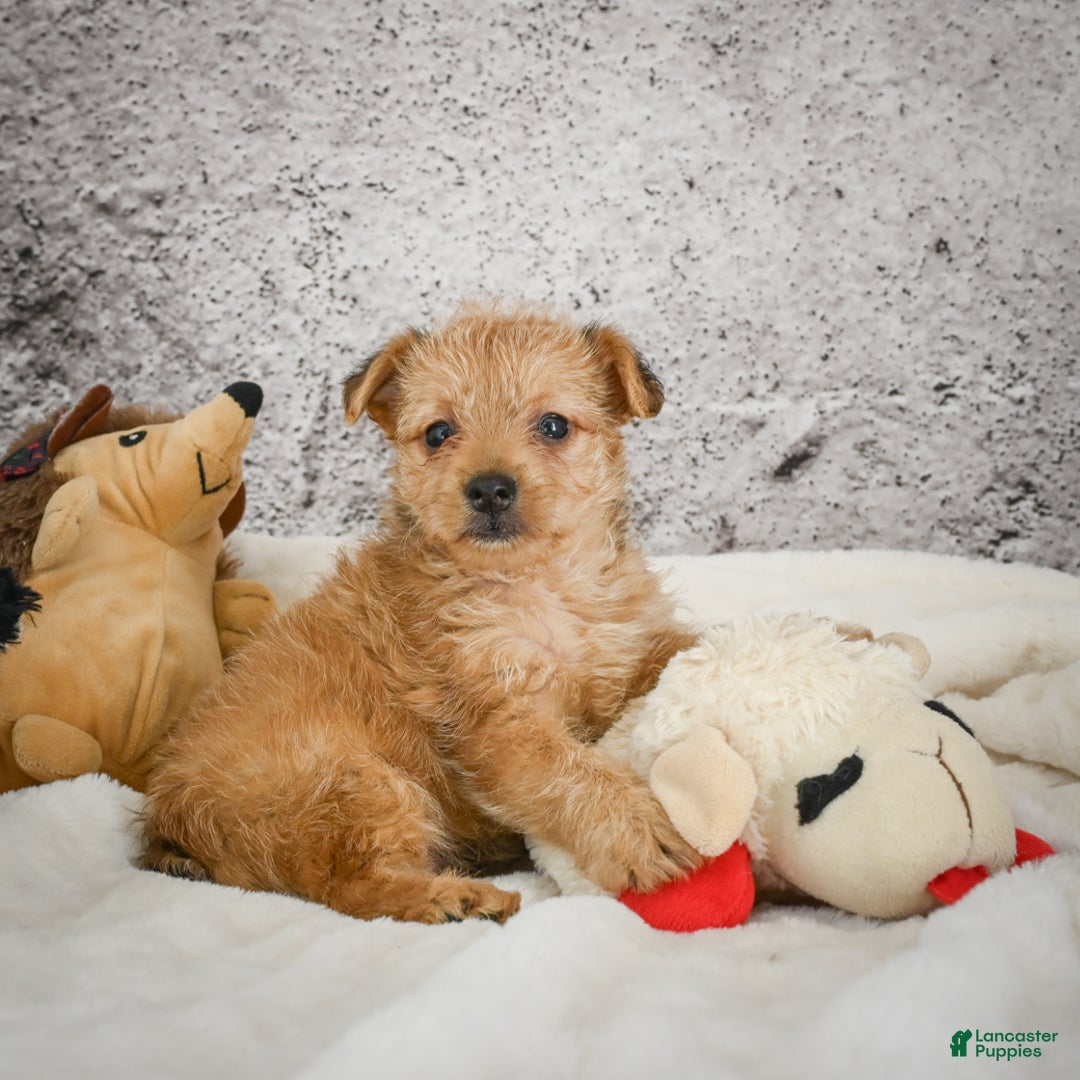 Yorkiepoo dogs for sale: Ollie - Ad 3