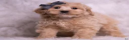 Maltipoo dogs for sale: Jackson - Ad 3