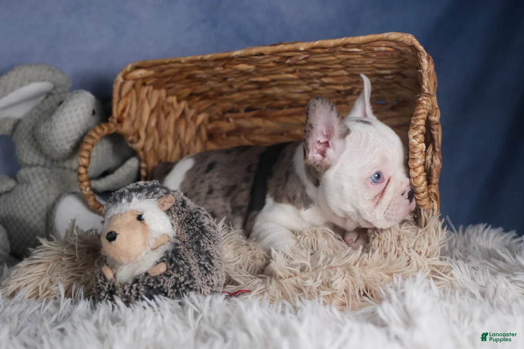 Frenchton dogs for sale: IZZY - Ad 16