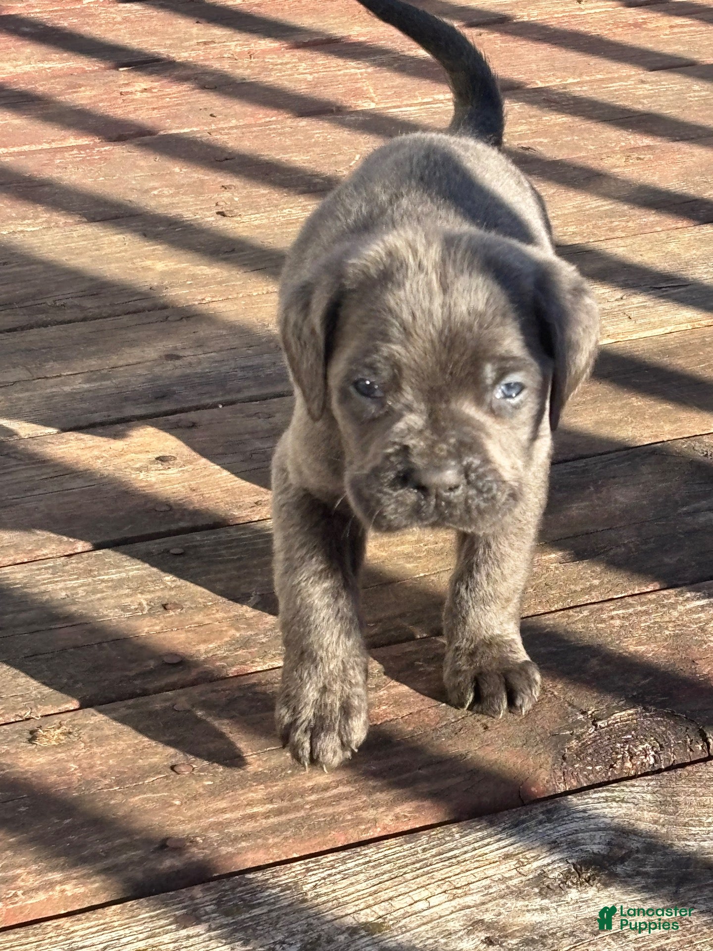 Cane Corso dogs for sale: Cane Corso 1 - Ad 2
