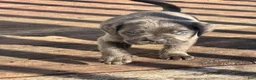 Cane Corso dogs for sale: Cane Corso 1 - Ad 2