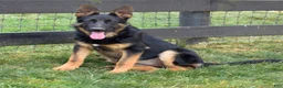 German Shepherd dogs for sale: Diamond - Ad 5