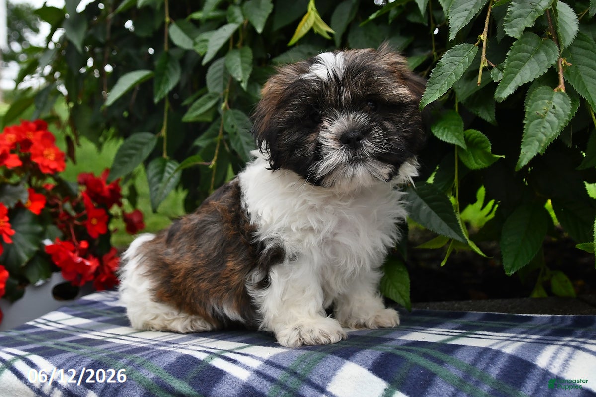 Shih Tzu dogs Kyle - Ad 2