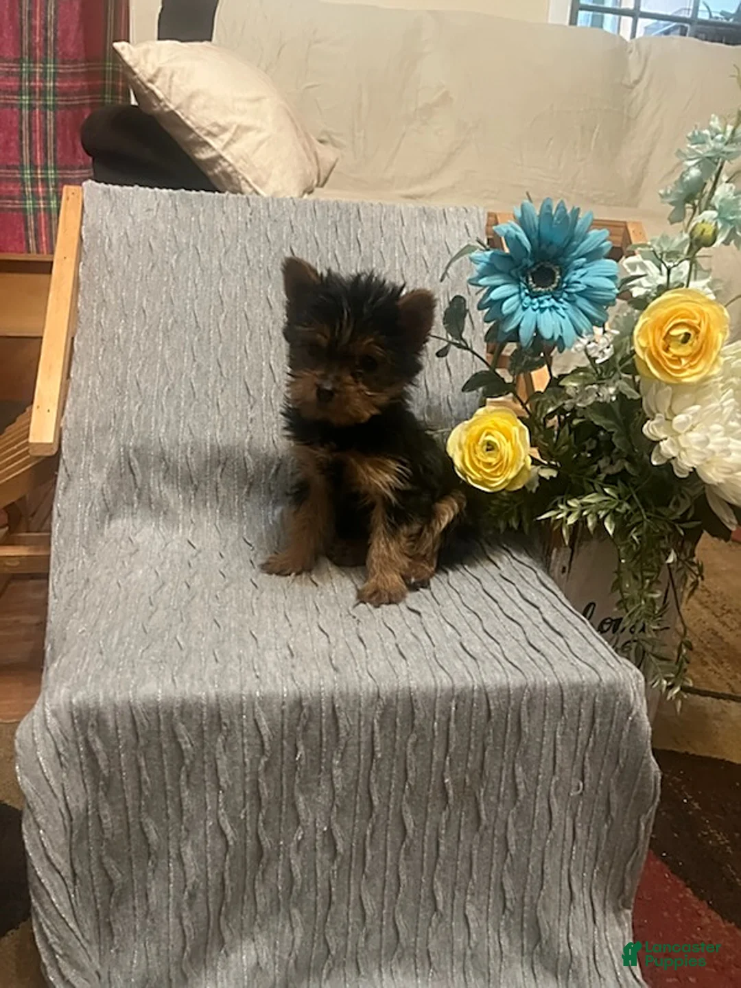 Yorkshire Terrier dogs for sale: Buddy - Ad 1