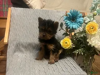 Yorkshire Terrier dogs for sale: Buddy - Ad 1