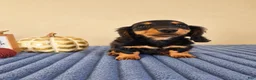 Miniature Dachshund dogs for sale: Link - Ad 5