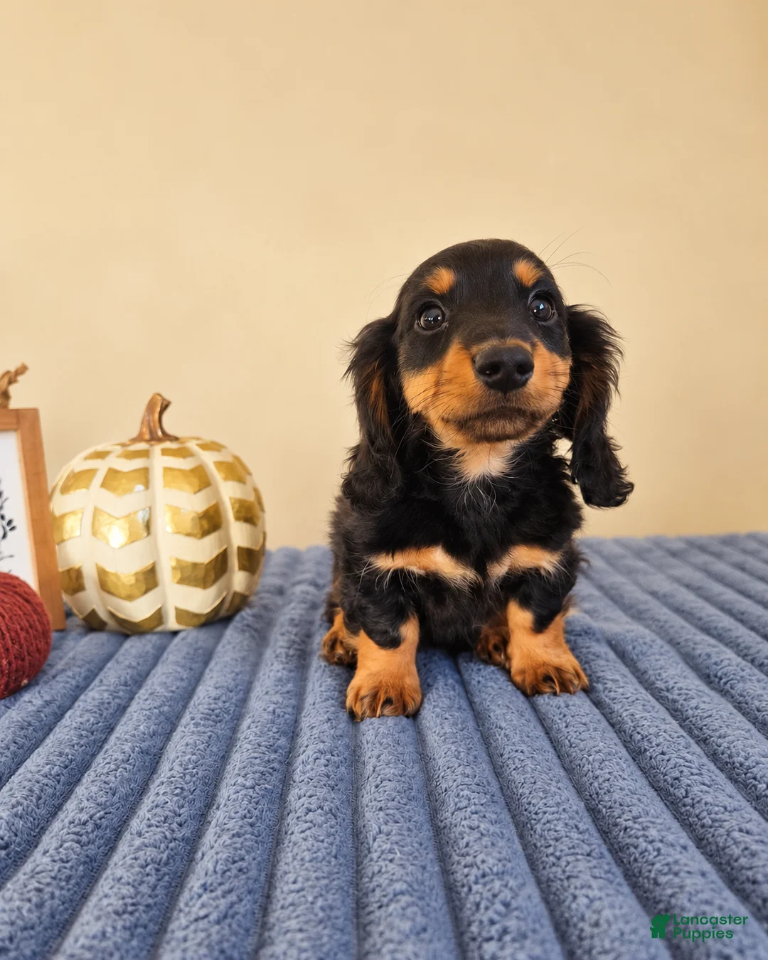 Miniature Dachshund dogs for sale: Link - Ad 5