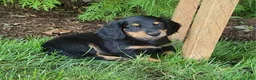Miniature Dachshund dogs for sale: Vivian  - Ad 9