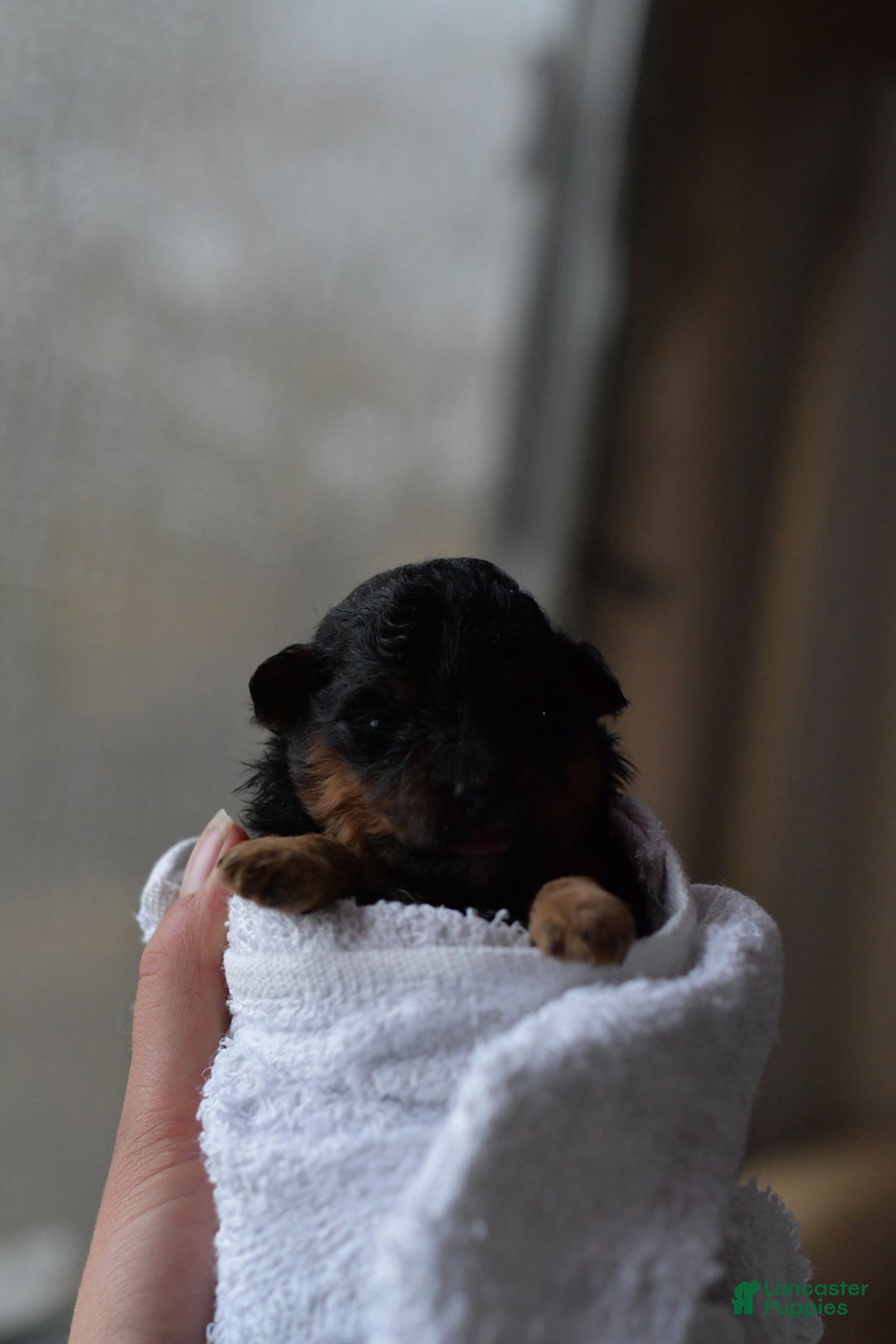 Mini Aussiedoodle dogs for sale: Grizzly - Ad 6