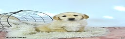 Golden Retriever dogs for sale: Teddy - Ad 2
