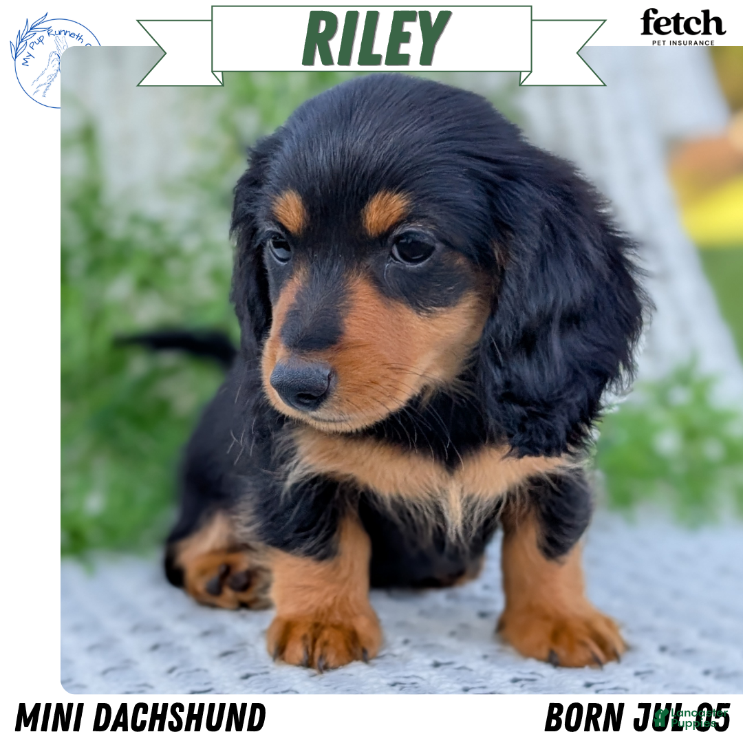 Miniature Dachshund dogs for sale: Riley - Ad 1