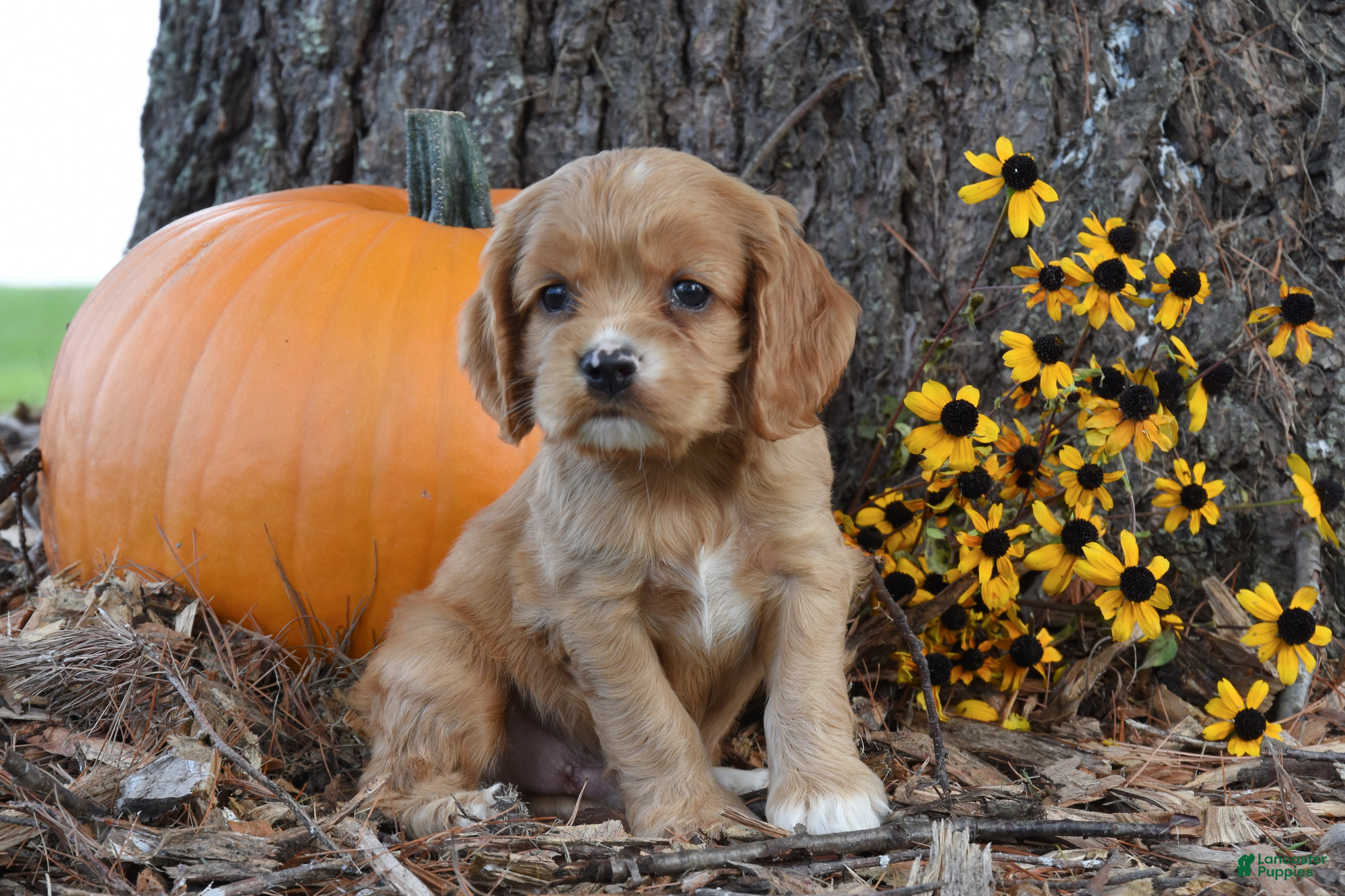 Cocker Spaniel dogs Max - Ad 2