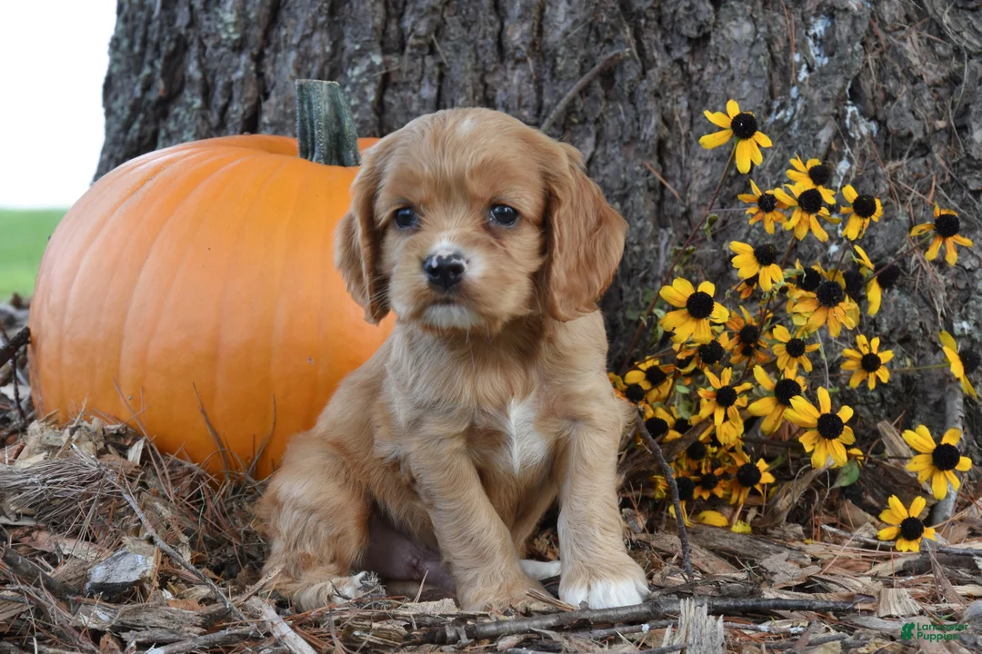 Cocker Spaniel dogs for sale: Max - Ad 2