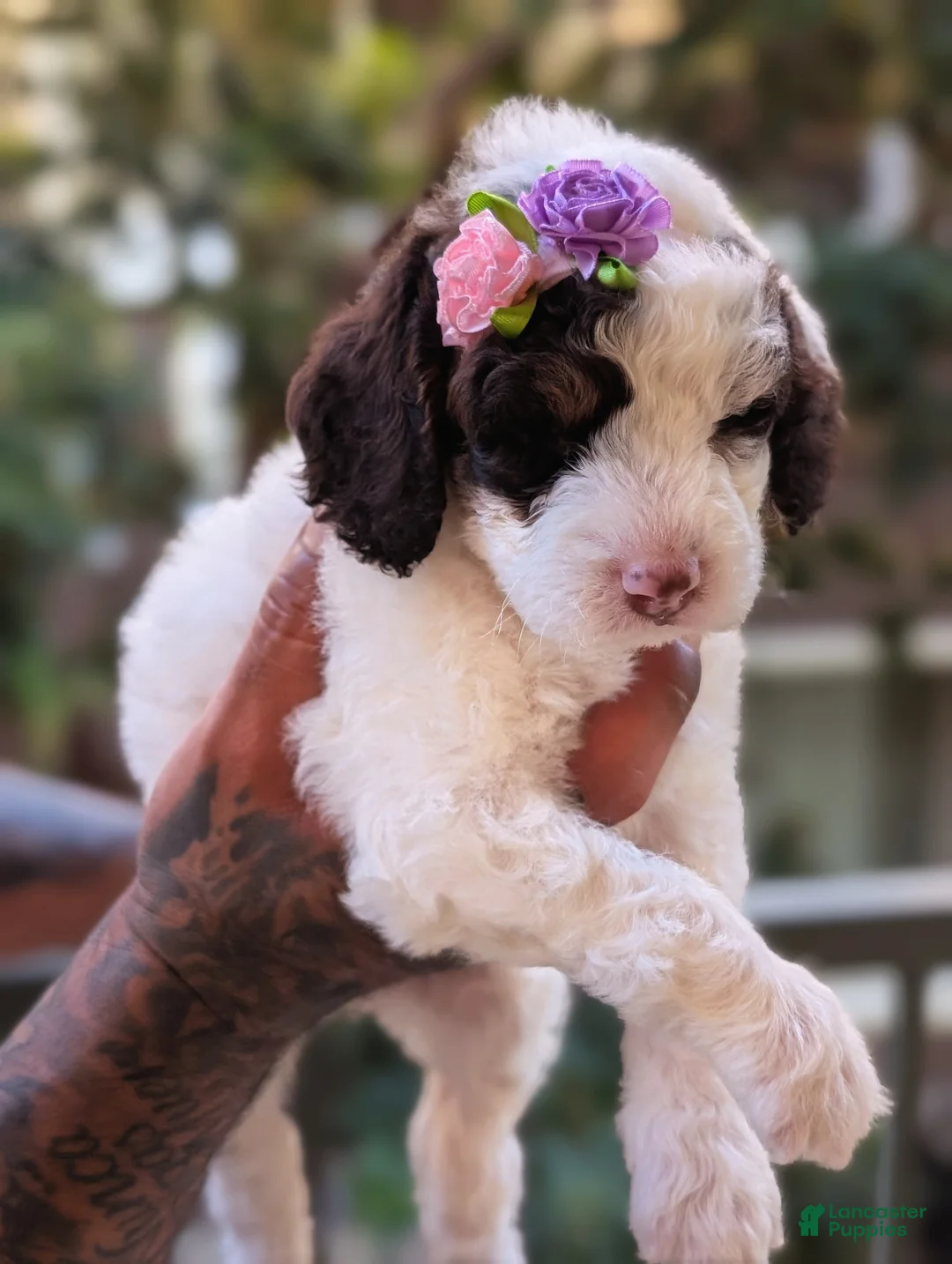 Mixed Breed dogs for sale: FRANKIE GIRL - Ad 3