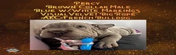 French Bulldog dogs for sale: Percy “Brown” Collar, Male - Ad 15