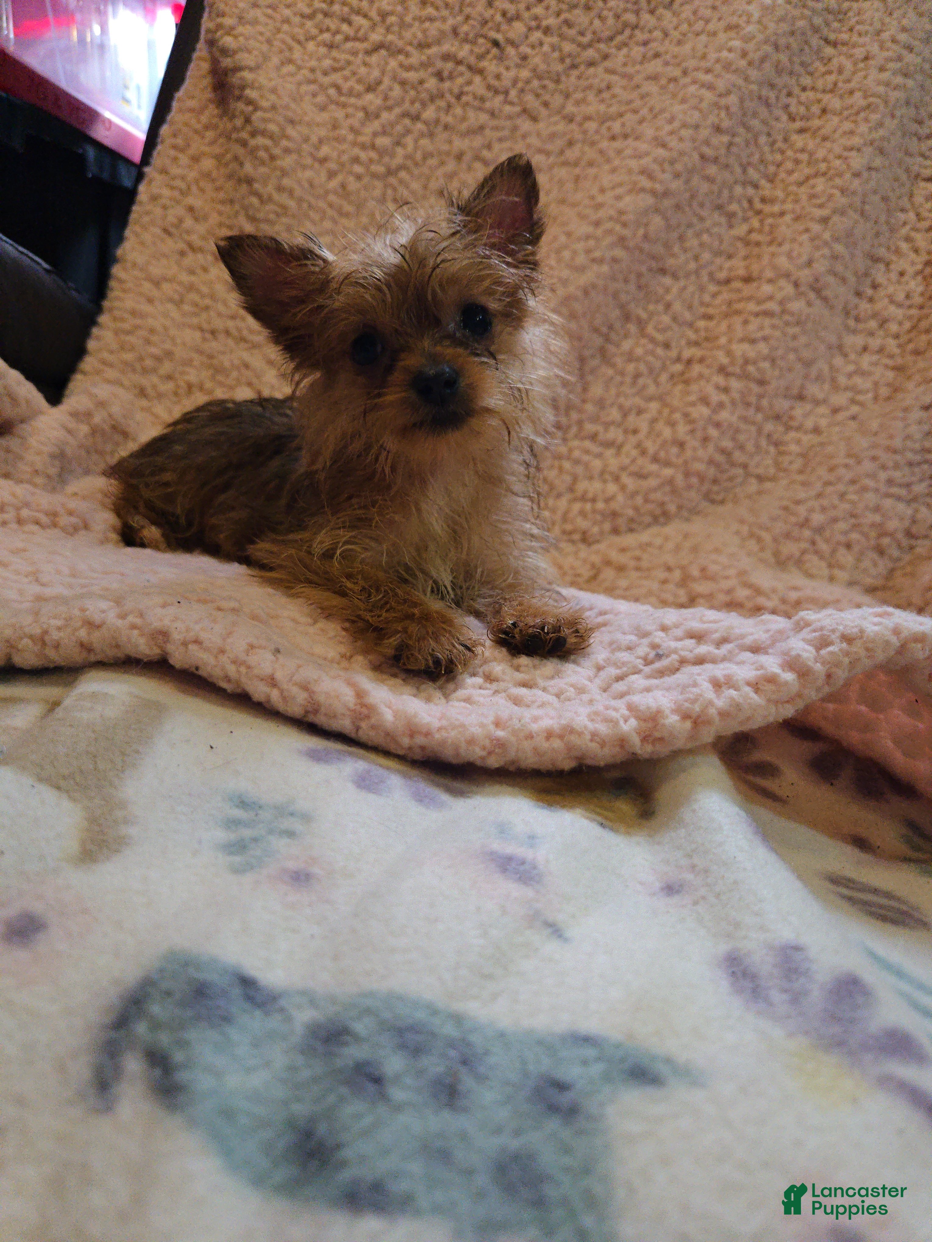 Yorkshire Terrier dogs Yorkshire Terrier Girl - Ad 1