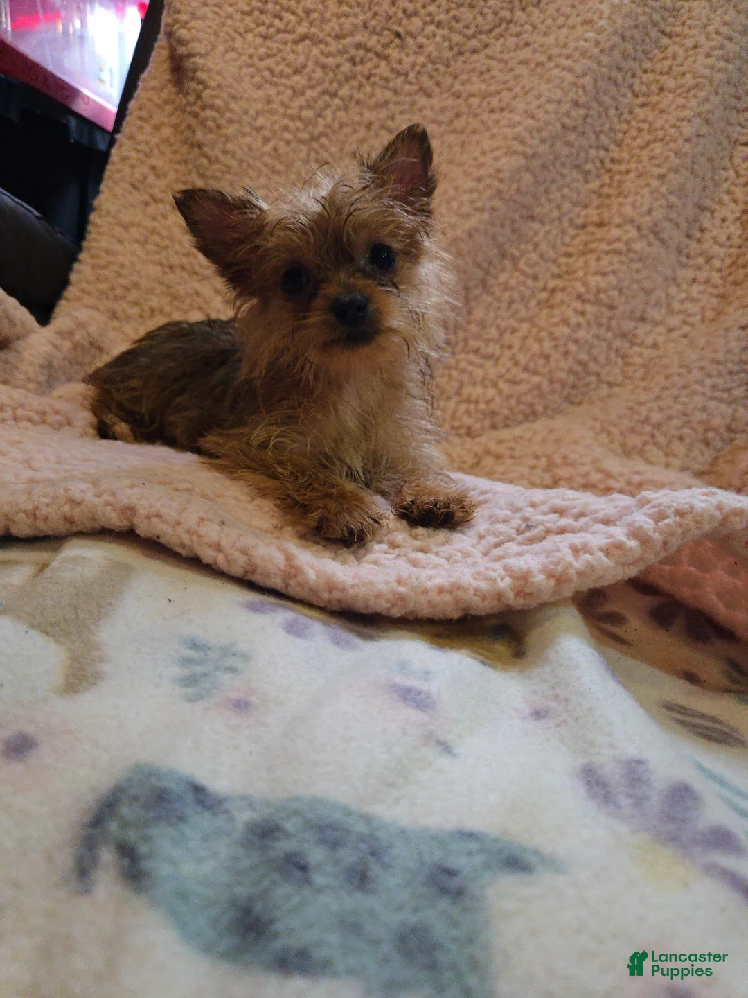 Yorkshire Terrier dogs for sale: Yorkshire Terrier Girl - Ad 2