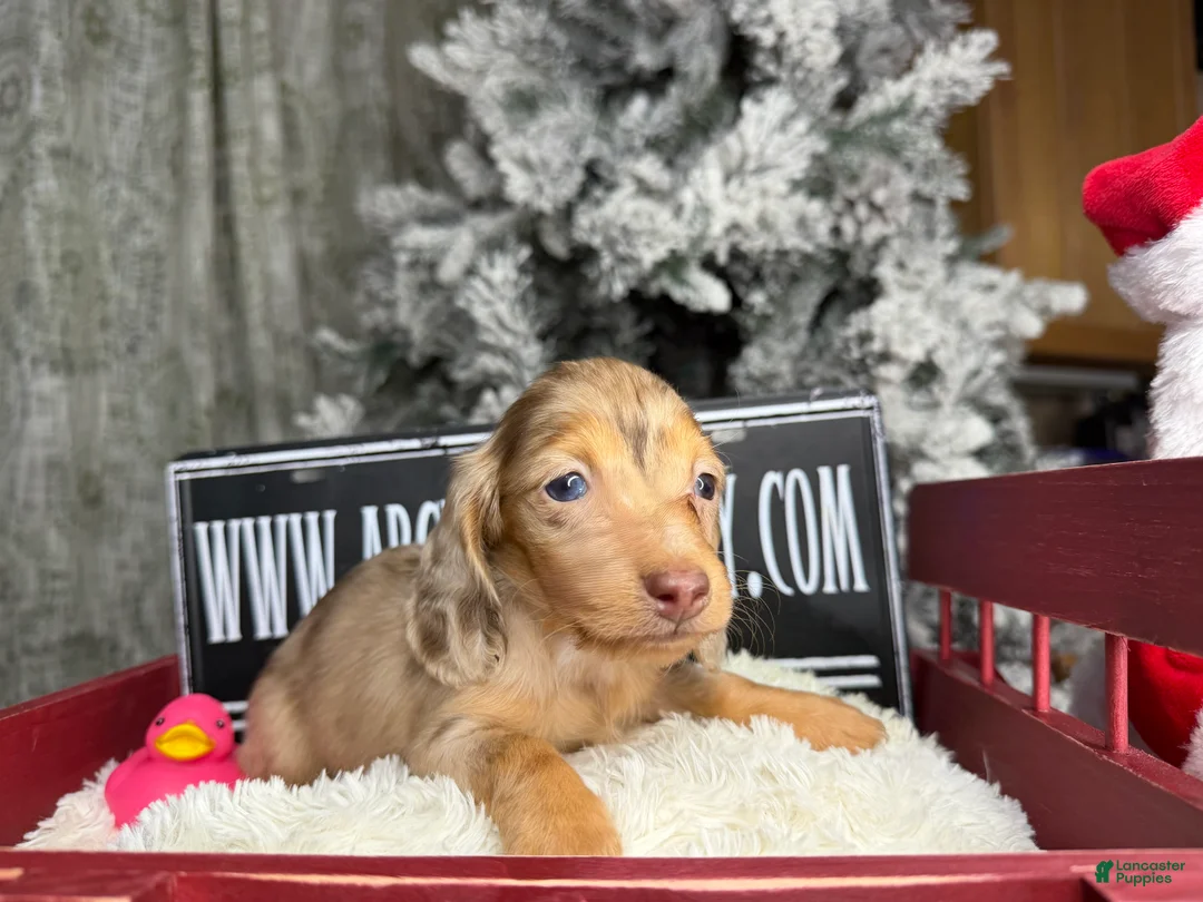 Miniature Dachshund dogs for sale: Bright blue eye - Ad 18
