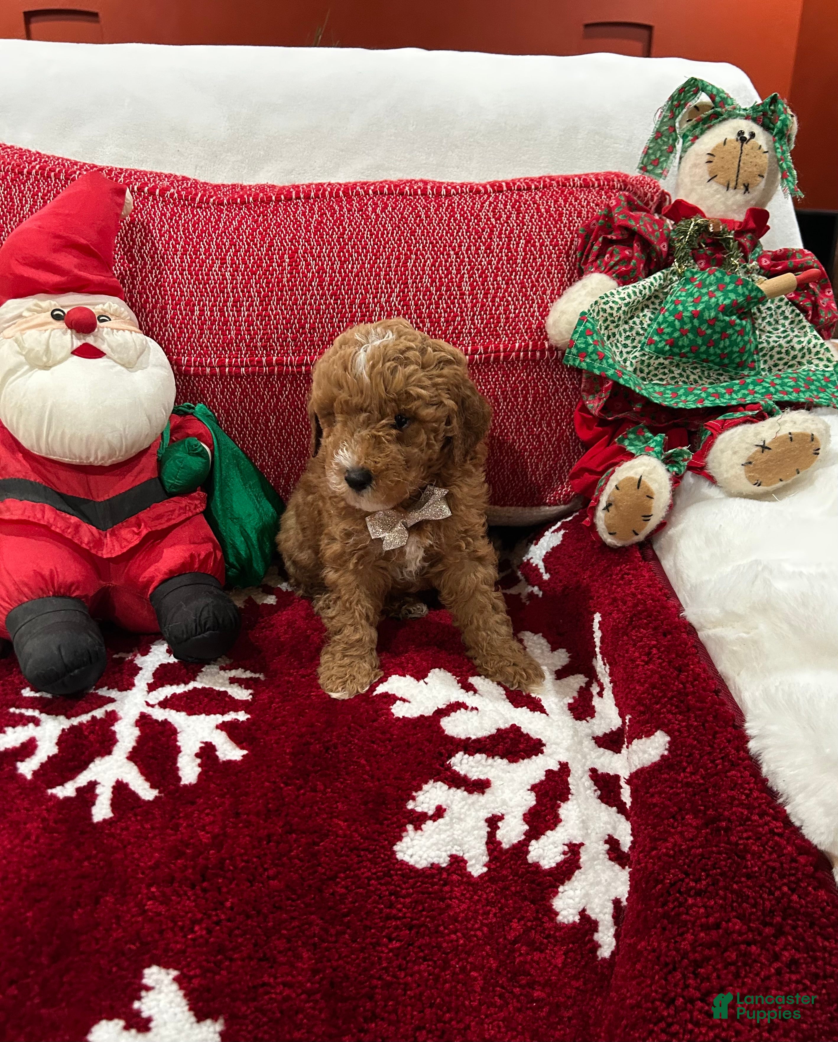 Mini Goldendoodle dogs for sale: Petite Mini Goldendoodle Mocha - Ad 1