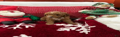 Petite Mini Goldendoodle Mocha