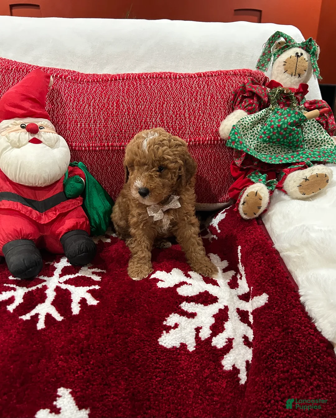 Mini Goldendoodle dogs for sale: Petite Mini Goldendoodle Mocha - Ad 1