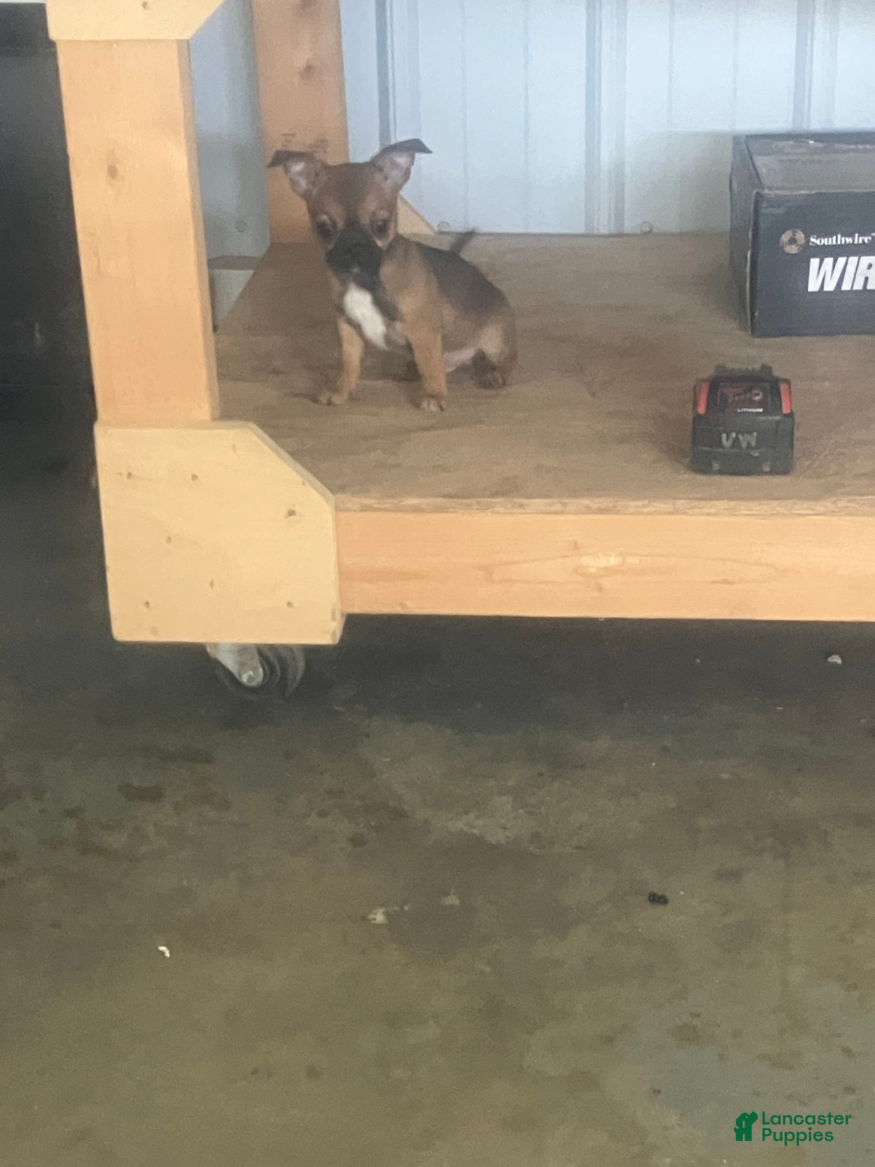Chihuahua dogs Akc Paul - Ad 42