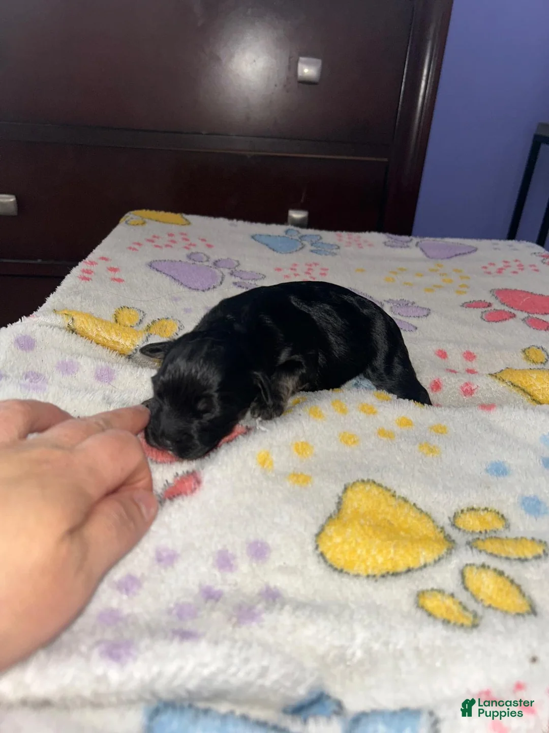 Shihpoo dogs for sale: Shihpoo Puppy 1 - Ad 1