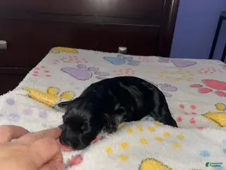 Shihpoo dogs Shihpoo Puppy 1 - Ad 15