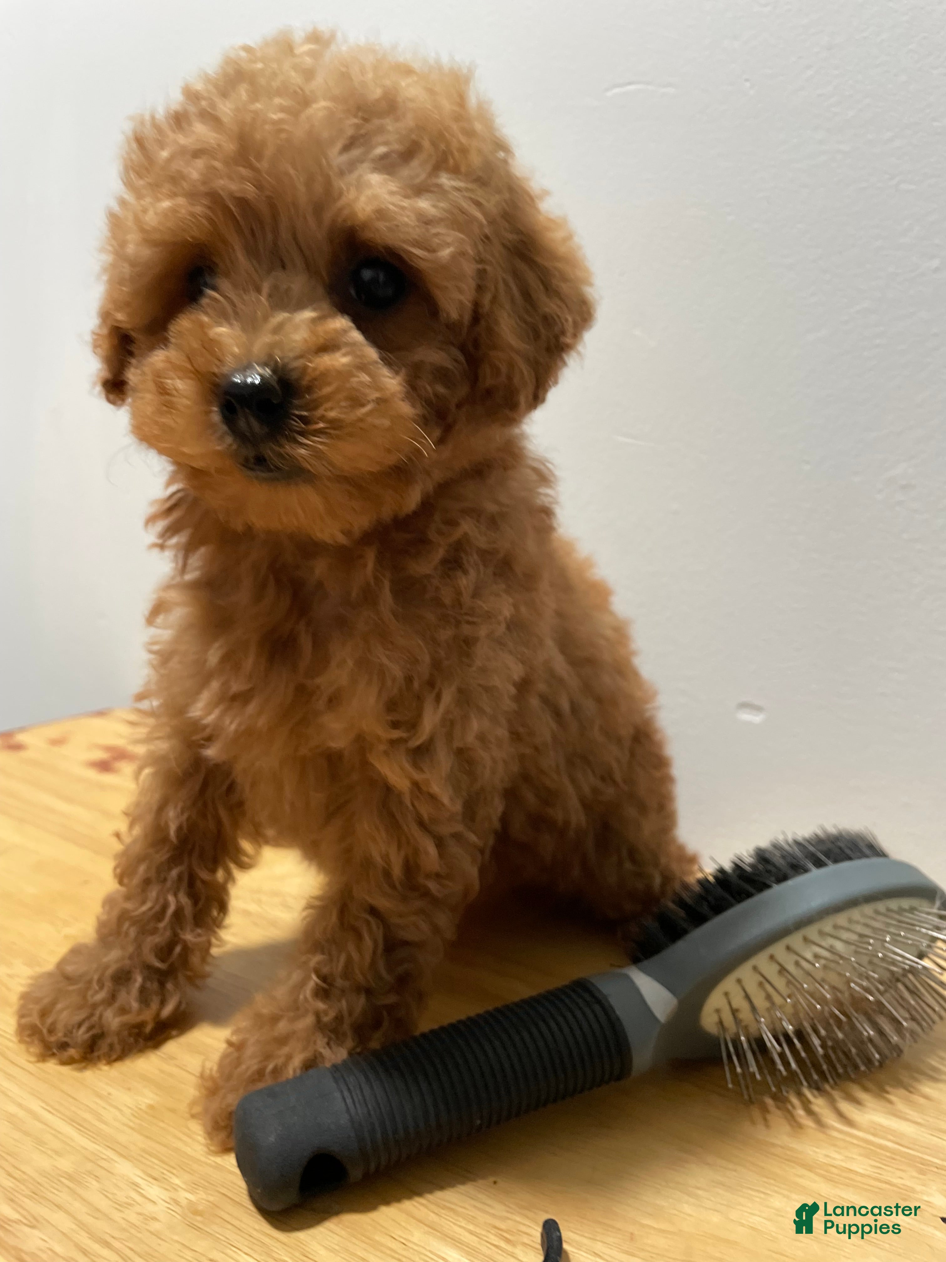 Toy Poodle dogs for sale: Toy Poodle 2 - Ad 1