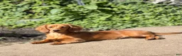 Miniature Dachshund dogs for sale: Stetson  - Ad 8