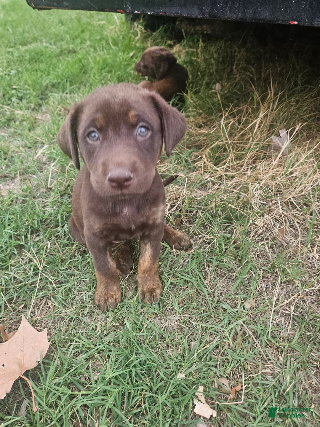 Labrador Retriever dogs for sale: Labrador Retriever Puppy 4 - Ad 2