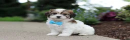 Cavachon dogs for sale: Teddy - Ad 7