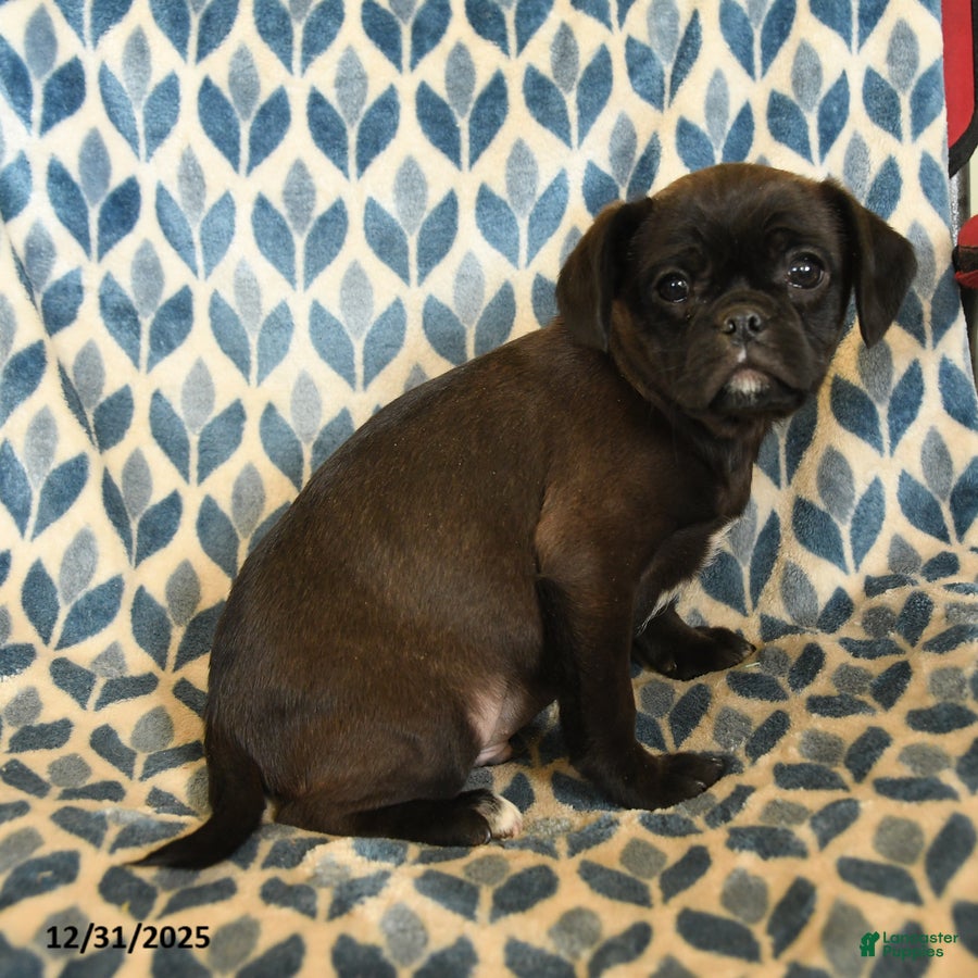 Mixed Breed dogs Xavier - Ad 22