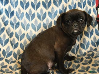 Mixed Breed dogs Xavier - Ad 38