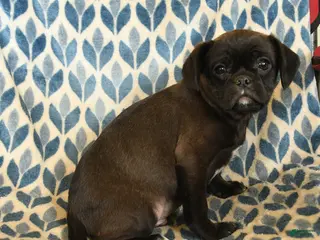 Mixed Breed dogs Xavier - Ad 29