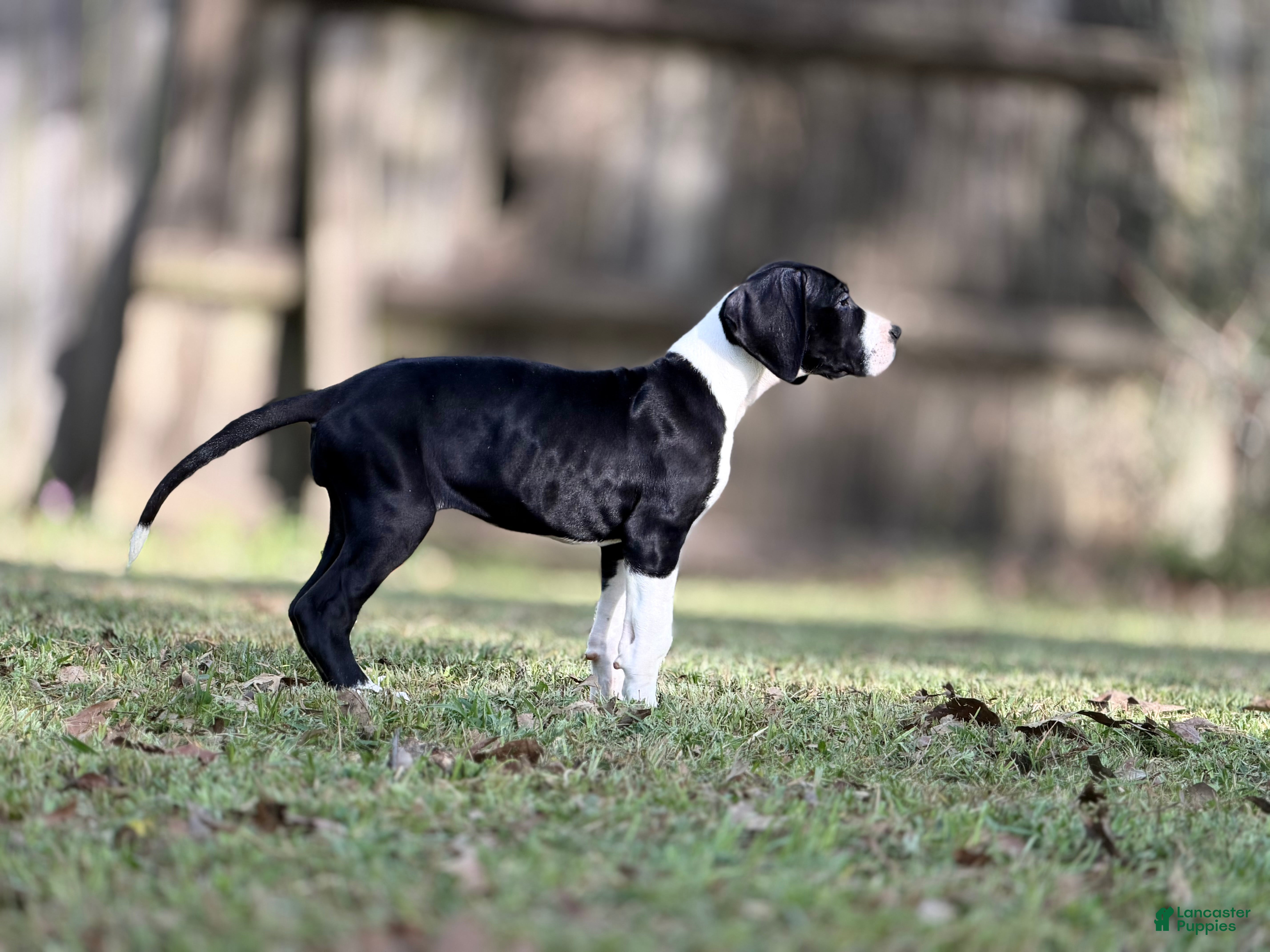 Great Dane dogs Ginny Weasley - Ad 2