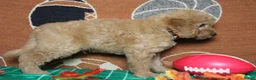 Goldendoodle dogs for sale: Meatball - Ad 12