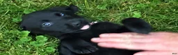 Labrador Retriever dogs for sale: Labrador Retriever 1 - Ad 3