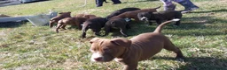 American Bully dogs for sale: Tyler Kaysak - Ad 4