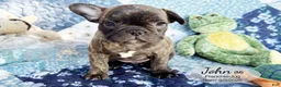 French Bulldog dogs for sale: John - Ad 1