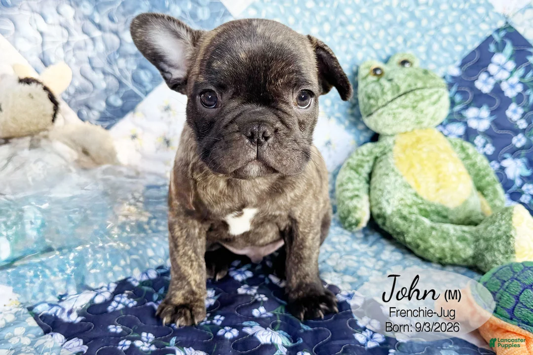 French Bulldog dogs for sale: John - Ad 1