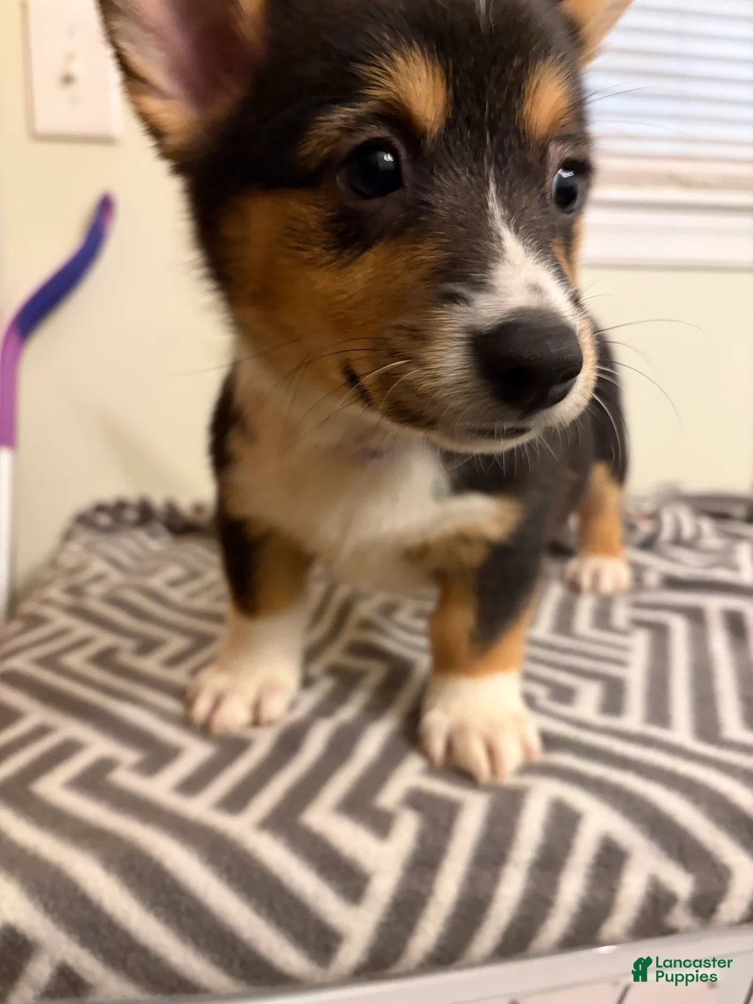 Welsh Corgi Pembroke dogs for sale: Diamond - Ad 1