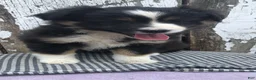 Miniature Australian Shepherd dogs for sale: Oakley - Ad 2