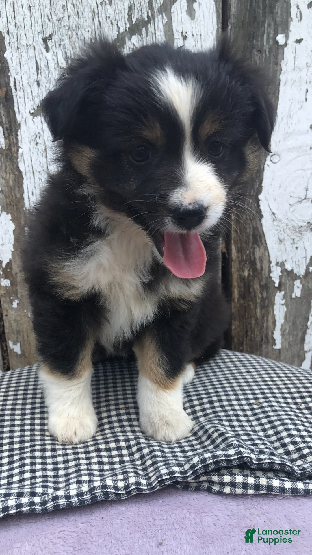 Miniature Australian Shepherd dogs for sale: Oakley - Ad 2