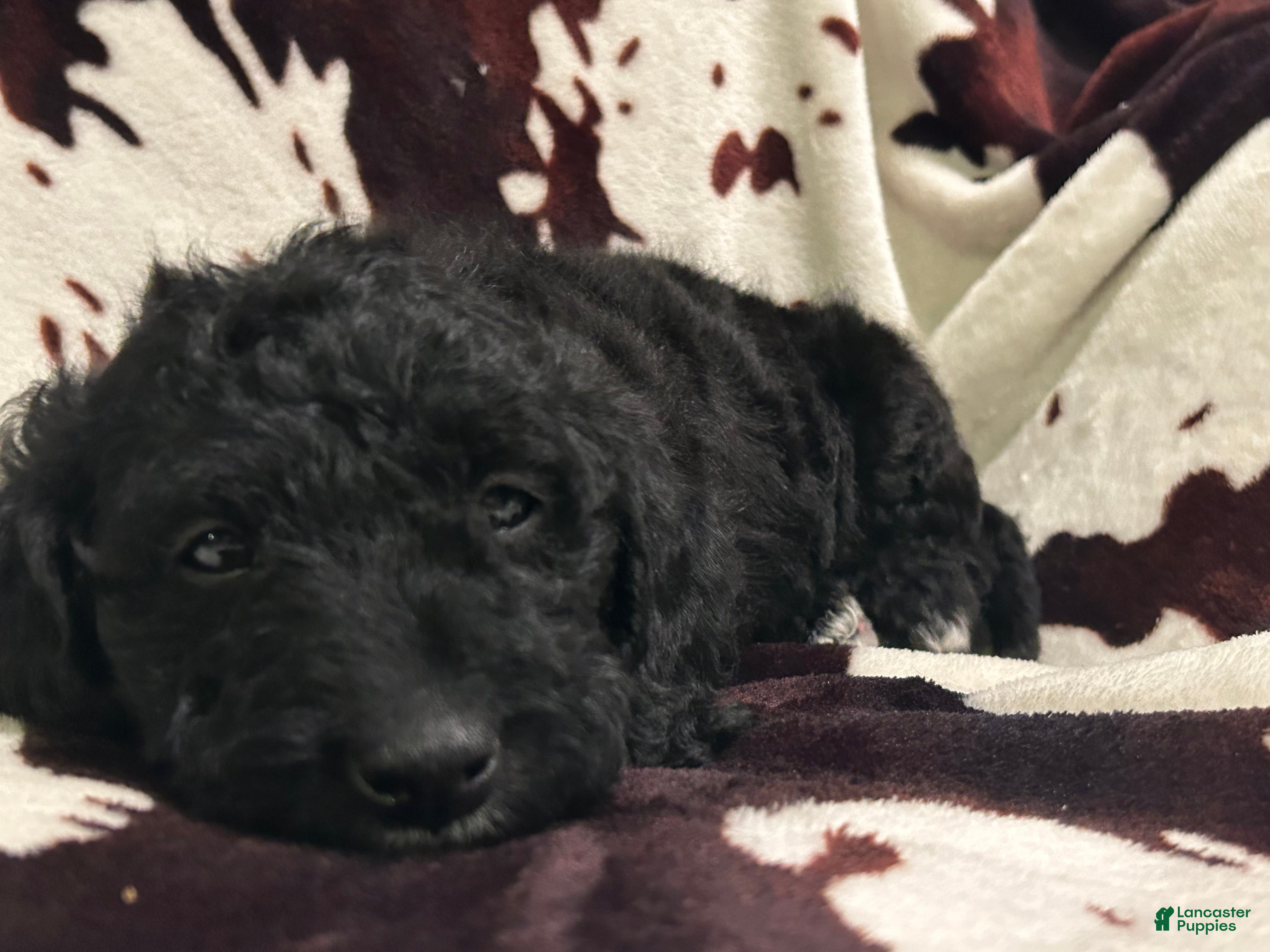 Labradoodle dogs Sailor - Ad 1