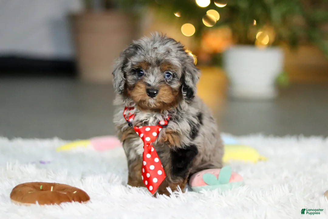 Cavapoo dogs for sale: Carter - Ad 8