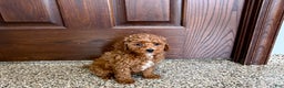 Cavapoo dogs for sale: Cavapoo F1b Male Puppy 2 - Ad 2