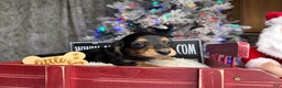 Miniature Dachshund dogs for sale: Import Akc PRA clear - Ad 12
